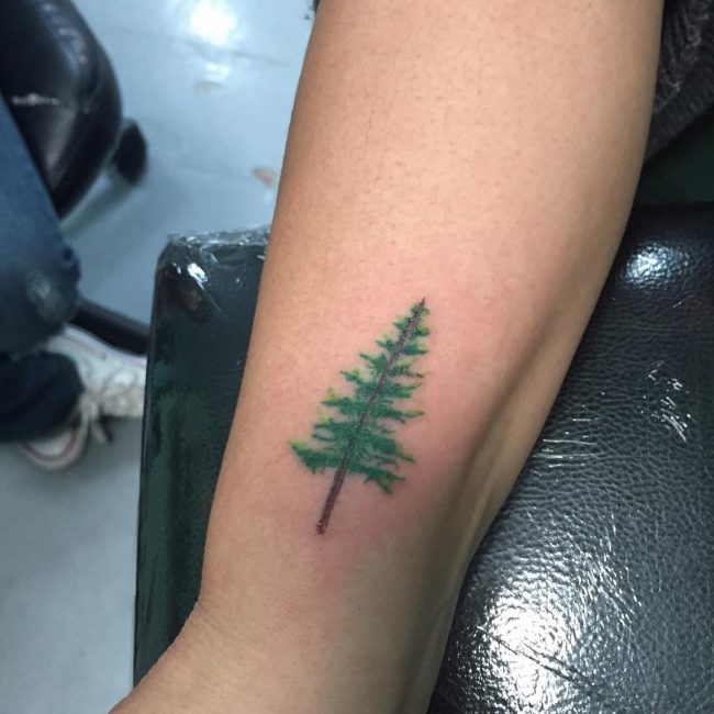 75+ Simple and Easy Pine Tree Tattoo - Designs & Meanings (2019)